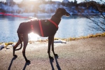 adopted greyhound, sunset, river, 