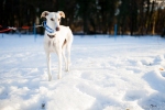 adopted greyhound on the snow